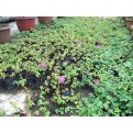 Dissotis rotundifolia (Spanish Shawl)