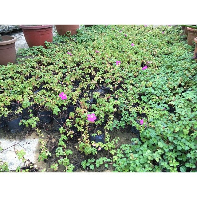 Dissotis rotundifolia (Spanish Shawl)