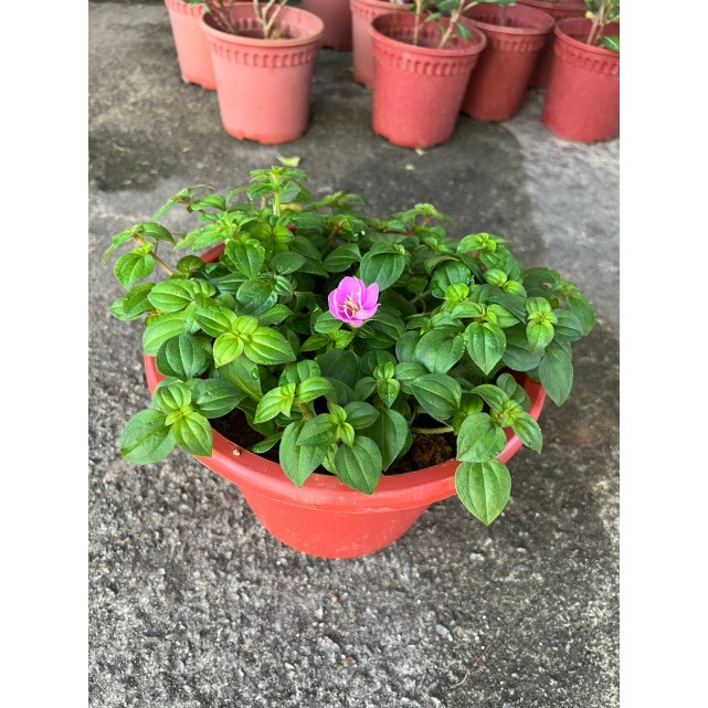Dissotis rotundifolia (Spanish Shawl)