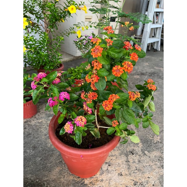 Lantana camara 'Hybrida'
