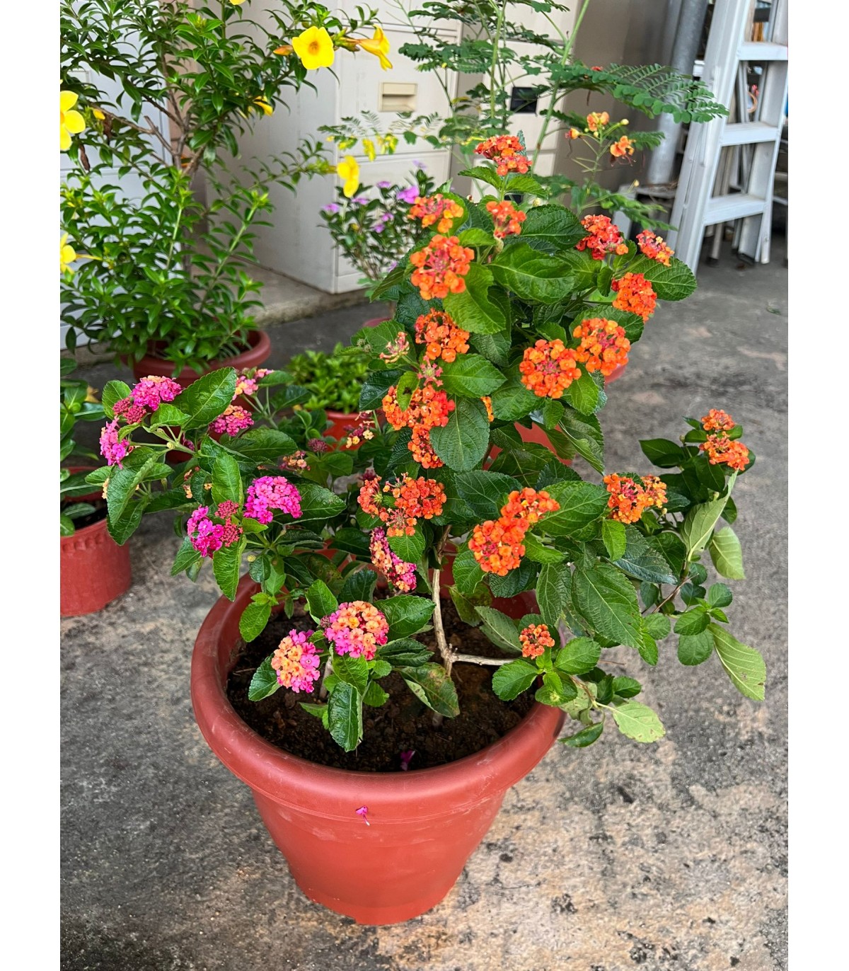 Buy Lantana camara Lantana Plant