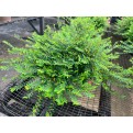 Phyllanthus myrtifolius (Mousetail Plant)