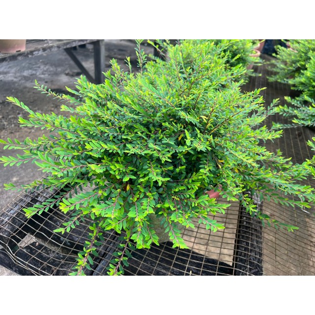 Phyllanthus myrtifolius (Mousetail Plant)