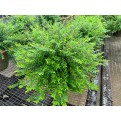 Phyllanthus myrtifolius (Mousetail Plant)