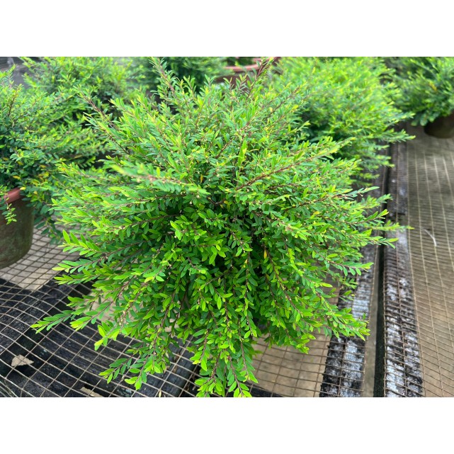 Phyllanthus myrtifolius (Mousetail Plant)
