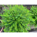 Phyllanthus myrtifolius (Mousetail Plant)