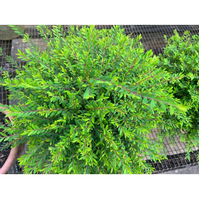 Phyllanthus myrtifolius (Mousetail Plant)