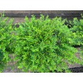 Phyllanthus myrtifolius (Mousetail Plant)