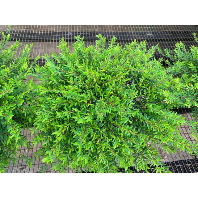 Phyllanthus myrtifolius (Mousetail Plant)