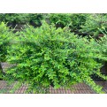 Phyllanthus myrtifolius (Mousetail Plant)