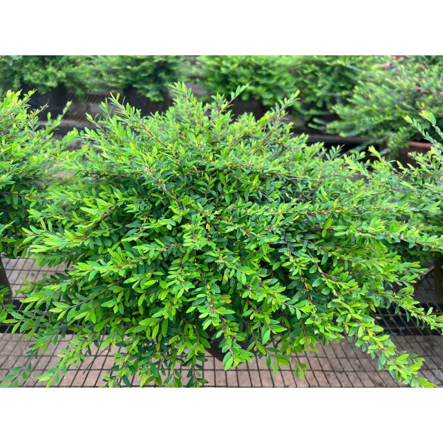 Phyllanthus myrtifolius (Mousetail Plant)
