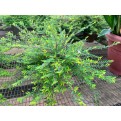 Phyllanthus myrtifolius (Mousetail Plant)