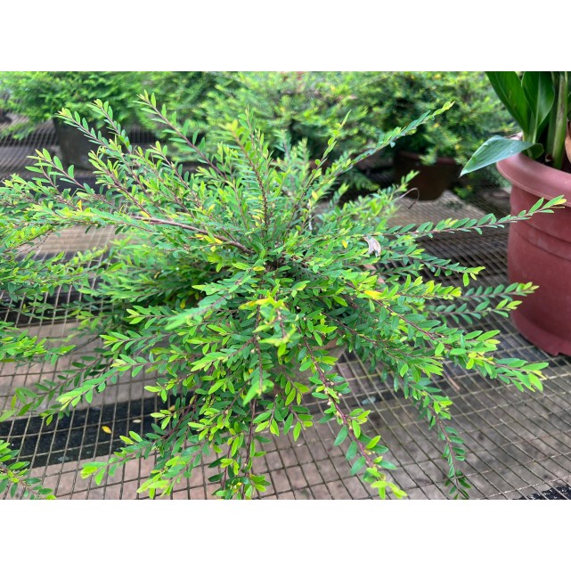 Phyllanthus myrtifolius (Mousetail Plant)