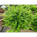 Phyllanthus myrtifolius (Mousetail Plant)