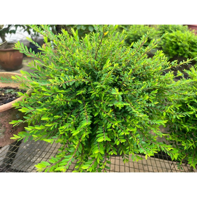 Phyllanthus myrtifolius (Mousetail Plant)