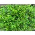 Phyllanthus myrtifolius (Mousetail Plant)