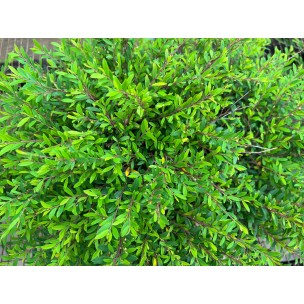 Phyllanthus myrtifolius (Mousetail Plant)