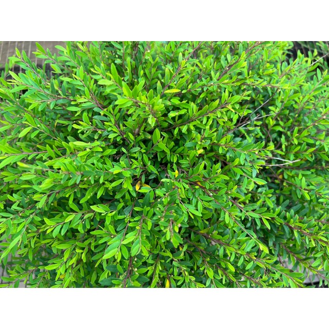 Phyllanthus myrtifolius (Mousetail Plant)