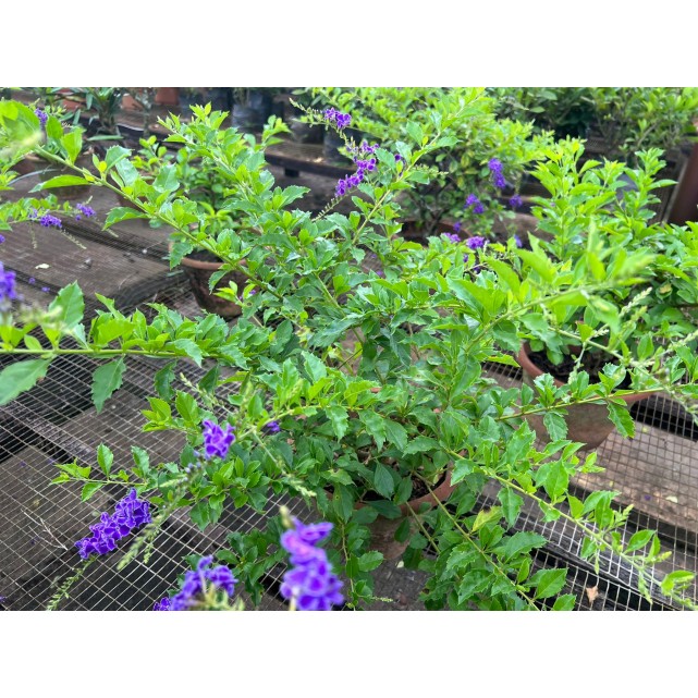 Duranta 'Dark Purple'