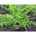 Duranta 'Dark Purple'