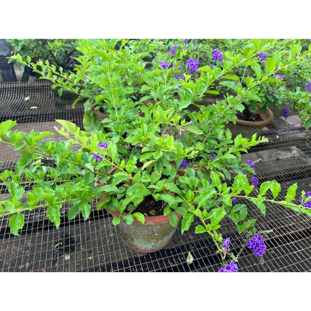 Duranta 'Dark Purple'