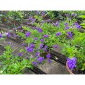 Duranta 'Dark Purple'