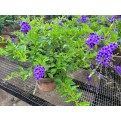 Duranta 'Dark Purple'