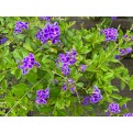 Duranta 'Dark Purple'