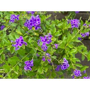 Duranta 'Dark Purple'