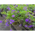 Duranta 'Dark Purple'