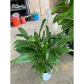 Spathiphyllum wallisii (Peace Lily)