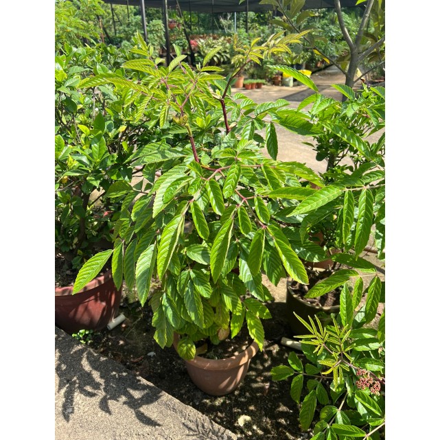 Leea rubra (Red Leea)