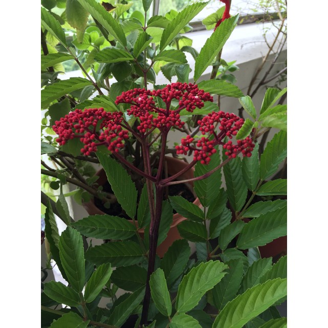 Leea rubra (Red Leea)