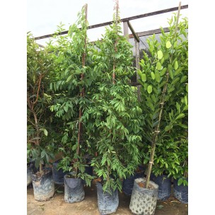 Fagraea fragrans (Tembusu)