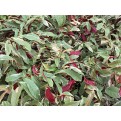 Excoecaria cochinchinensis 'Firestorm' (Chinese Croton)
