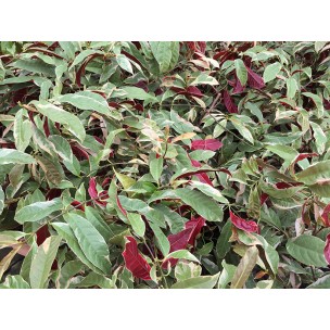 Excoecaria cochinchinensis 'Firestorm' (Chinese Croton)