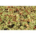Excoecaria cochinchinensis 'Firestorm' (Chinese Croton)