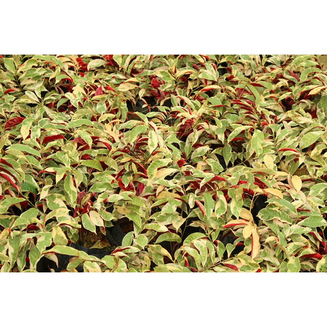 Excoecaria cochinchinensis 'Firestorm' (Chinese Croton)