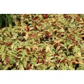 Excoecaria cochinchinensis 'Firestorm' (Chinese Croton)
