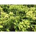 Ficus microcarpa 'Golden' (Indian Laurel Fig)