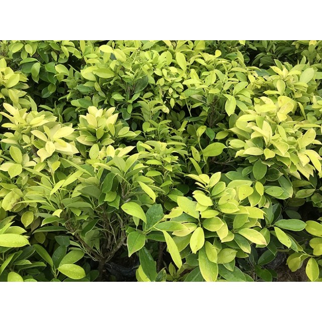 Ficus microcarpa 'Golden' (Indian Laurel Fig)