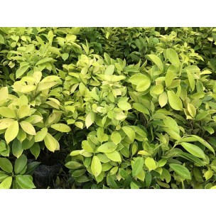 Ficus microcarpa 'Golden' (Indian Laurel Fig)