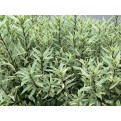 Justicia gendarussa 'Variegata' (Variegated Water Willow)