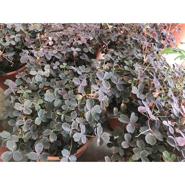 Loropetalum chinense var. rubrum (Chinese Fringe Flower)