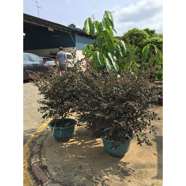 Loropetalum chinense var. rubrum (Chinese Fringe Flower)