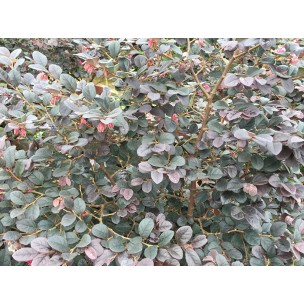 Loropetalum chinense var. rubrum (Chinese Fringe Flower)