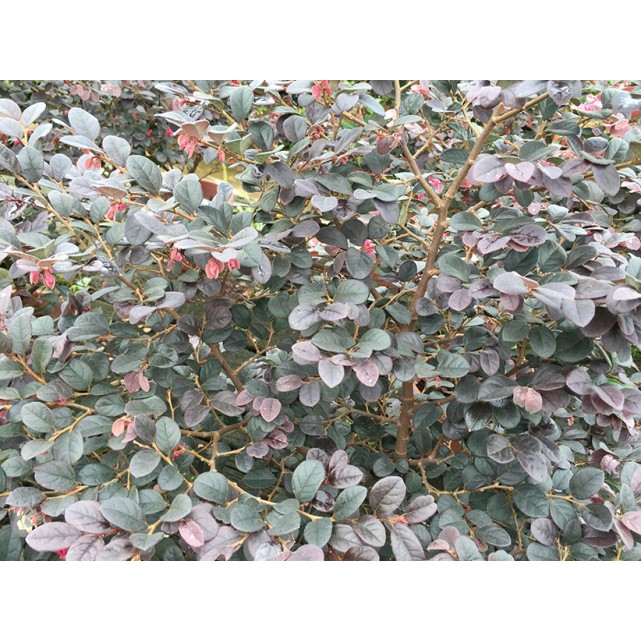 Loropetalum chinense var. rubrum (Chinese Fringe Flower)