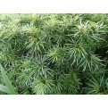 Osmoxylon lineare (Green Aralia)
