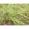 Russelia equisetiformis (Firecracker Plant)