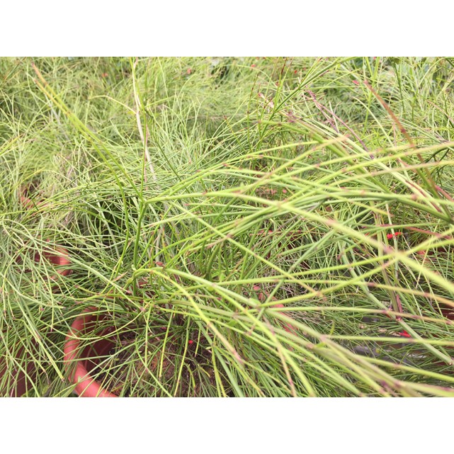 Russelia equisetiformis (Firecracker Plant)